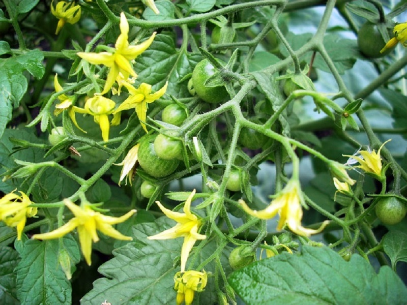 4 причини обпадання квіток та зав'язей у кущів томатів